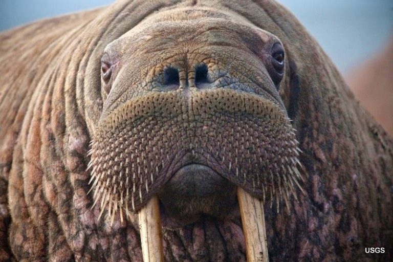 TZ Zelení Praha – Investiční rozpočet Prahy 2019: Proč se bránit ekologickému kolapsu, když si můžeme v zoo postavit model Arktidy a utrácet za stavby pro minulé tisíciletí?